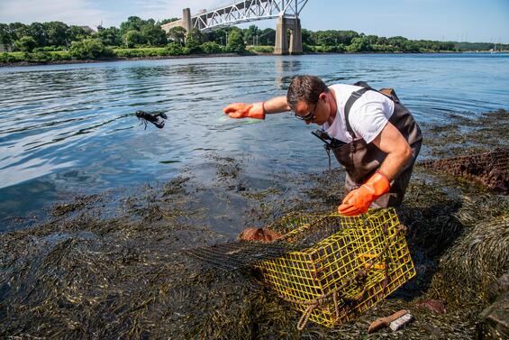 Jonathan Dumais, from the Army Corps of Engineers, removing a live lobster from a derelict lobster trap.