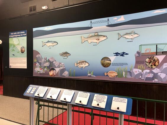 Wall display and trivia game that highlights popular marine species in the canal.