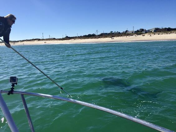 DMF shark biologist, Greg Skomal, using a GoPro to observe a white shark that was spotted off the shore in Orleans.