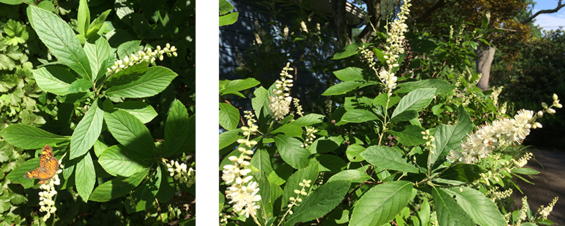 Sweet Pepperbush