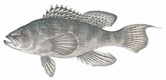black sea bass artwork