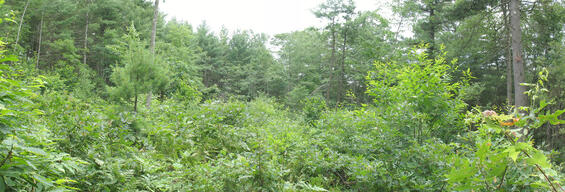 Regenerated Forest Opening in Hardwick