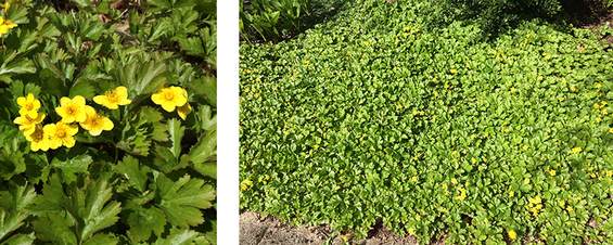 barren strawberry