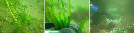 Eelgrass restoration collage.