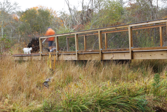 A person walking a dog on a wooden pathway over brown and green grasses with trees in the background.