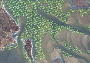eelgrass map sample
