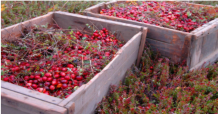 Cranberries
