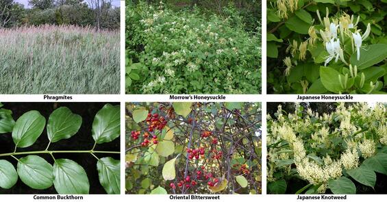six plants that are common invaders of our region - Phragmites, two species of Honeysuckle, Common Buckthorn, Oriental Bittersweet, and Japanese Knotweed.