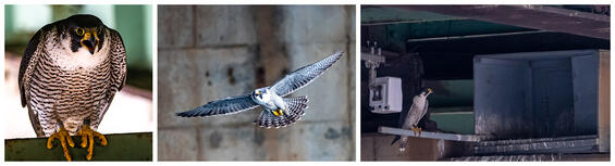 Peregrine Falcons