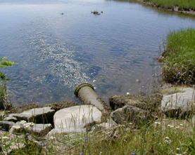 Salt marsh in Buzzards Bay