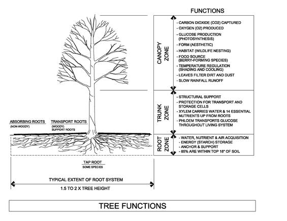 Tree diagram with extent of root system and functions of root zone, truck zone, and canopy zone