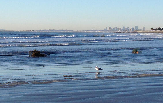 A lobster trap that is washed upon the shore at mid-tide with a gull in the foreground