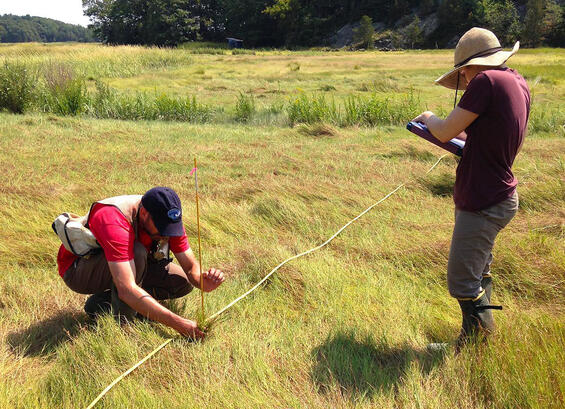 Two scientists collect field data in a salt marsh.