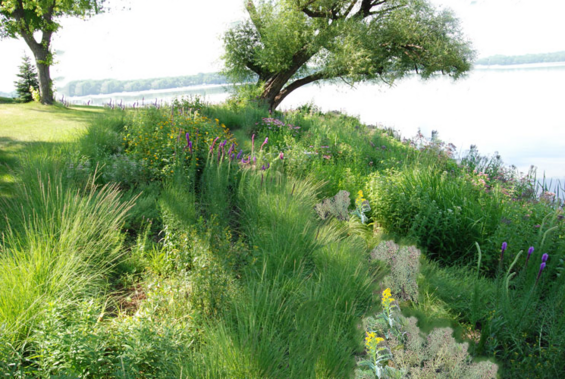 A vegetated buffer along the coast (consisting of grasses, perennials, a few trees) that helps catch pollutants in stormwater