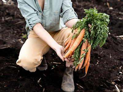 A person kneeling in the dirt holding a bunch of carrots