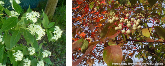 gray dogwood