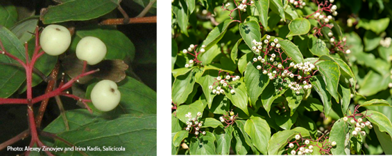 red twig dogwood