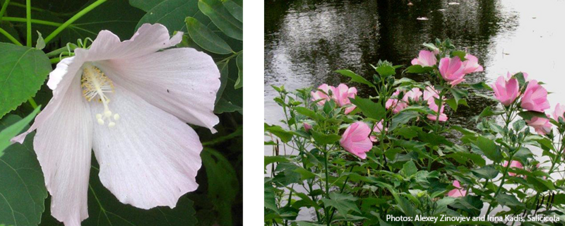 swamp mallow