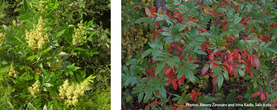 winged sumac