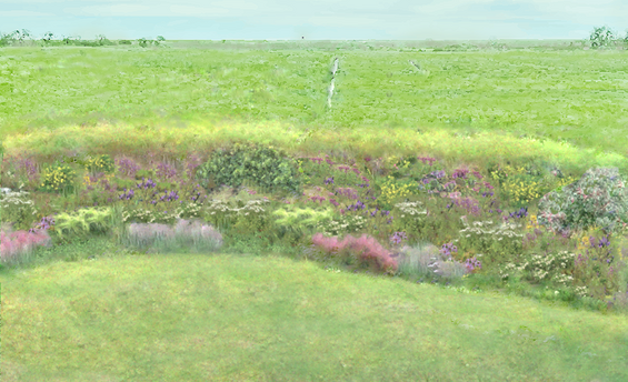 illustration of meadow buffer to salt marsh