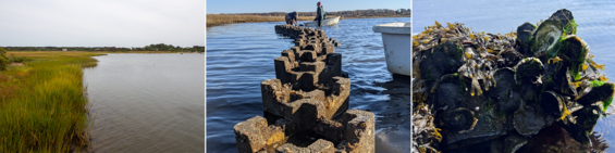 Nantucket salt marsh collage. Left: salt marsh pre-project; middle: people deploying reef substrate; right: marine life living on substrate.