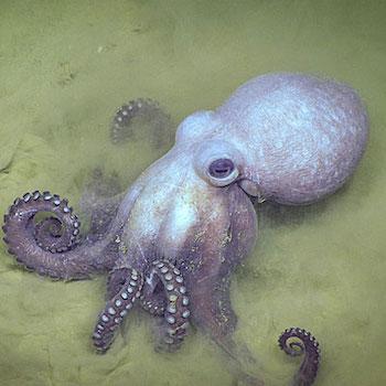 octopus