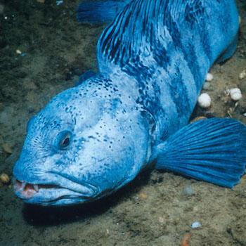 wolffish