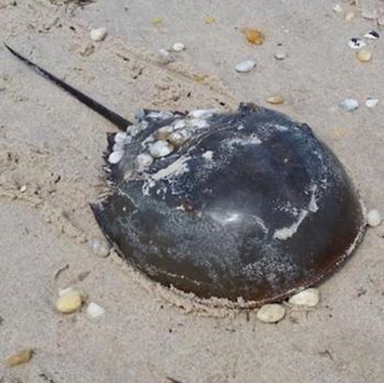 horseshoe crab