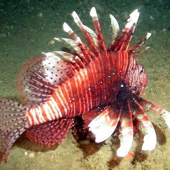lionfish