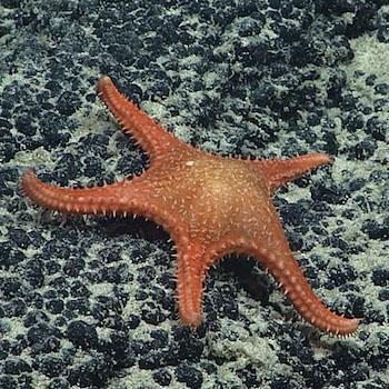 sea star