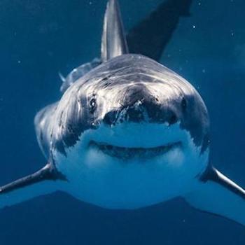 great white shark