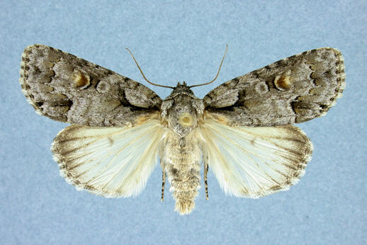 barrens dagger moth