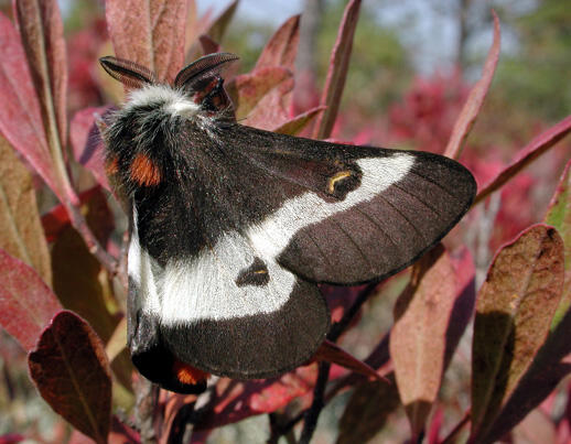 Buck moth