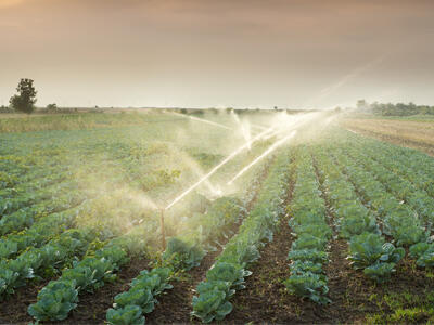 Irrigation of a field of crops