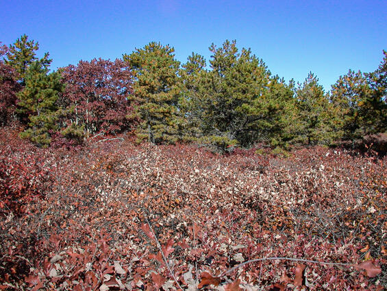 Sandplain pitch pine-scrub oak barrens habitat with sparse trees and abundant scrub oak