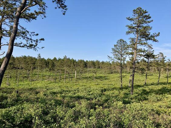 Sandplain pitch pine-scrub oak barrens habitat with sparse trees and abundant scrub oak