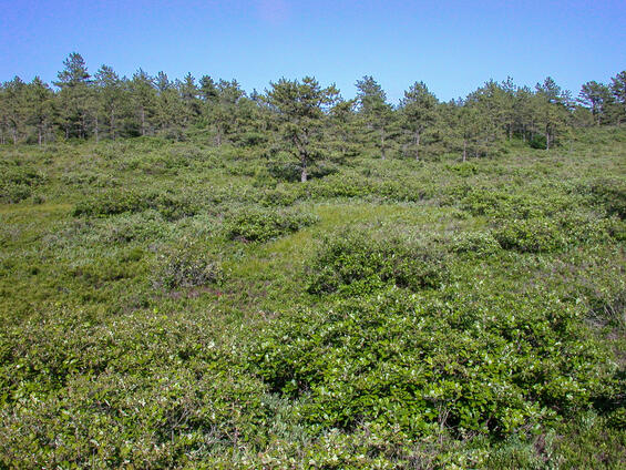 Sandplain pitch pine-scrub oak barrens habitat with sparse trees and abundant scrub oak