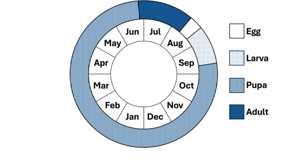 Phenology wheel, shows the life cycle of the barrens dagger moth.