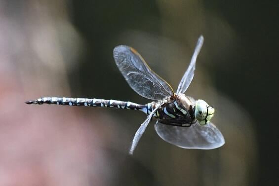 Subarctic darner