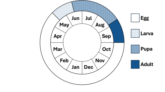 Phenology wheel, shows the life cycle of the New Jersey tea inchworm.