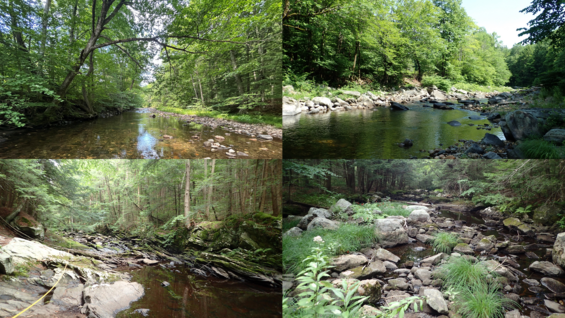 Typical small to mid-sized stream habitat suitable for ocellated darner.