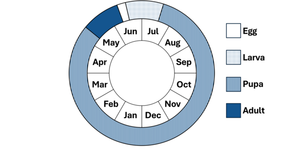 Phenology wheel
