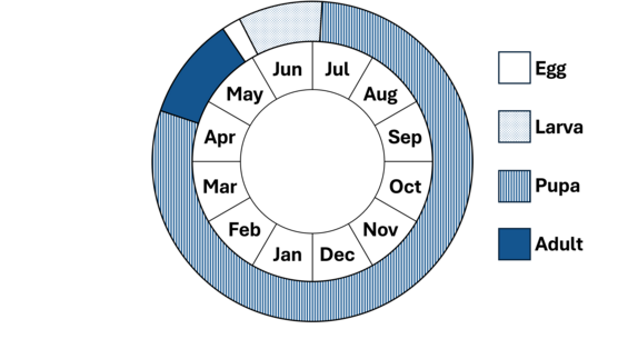 Phenology wheel