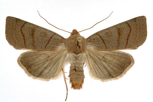 Waxed sallow moth