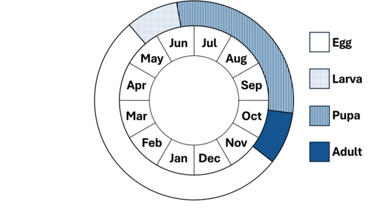 Phenology wheel, shows the life cycle of the moth.
