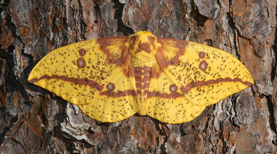 Imperial moth