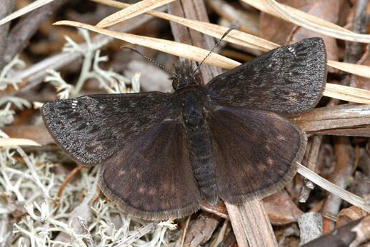 Persius duskywing