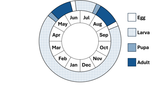 Phenology wheel, shows the life cycle of the moth.