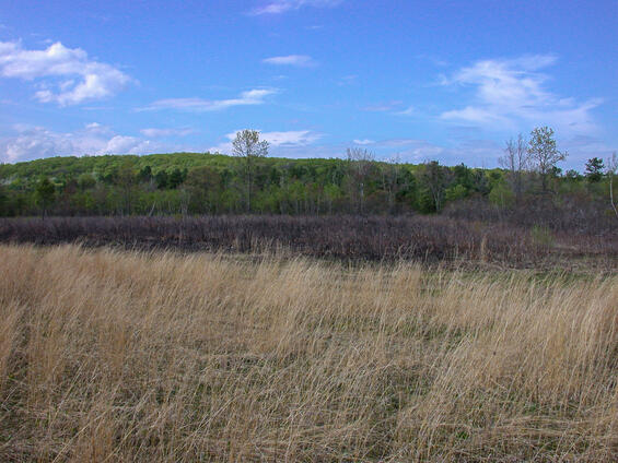 Inland sandplain grassland/shrubland habitat for the New Jersey tea inchworm