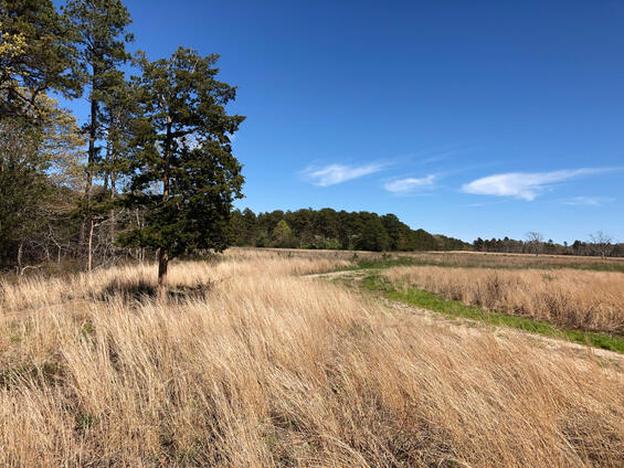 Sandplain grassland edge with yellow wild indigo